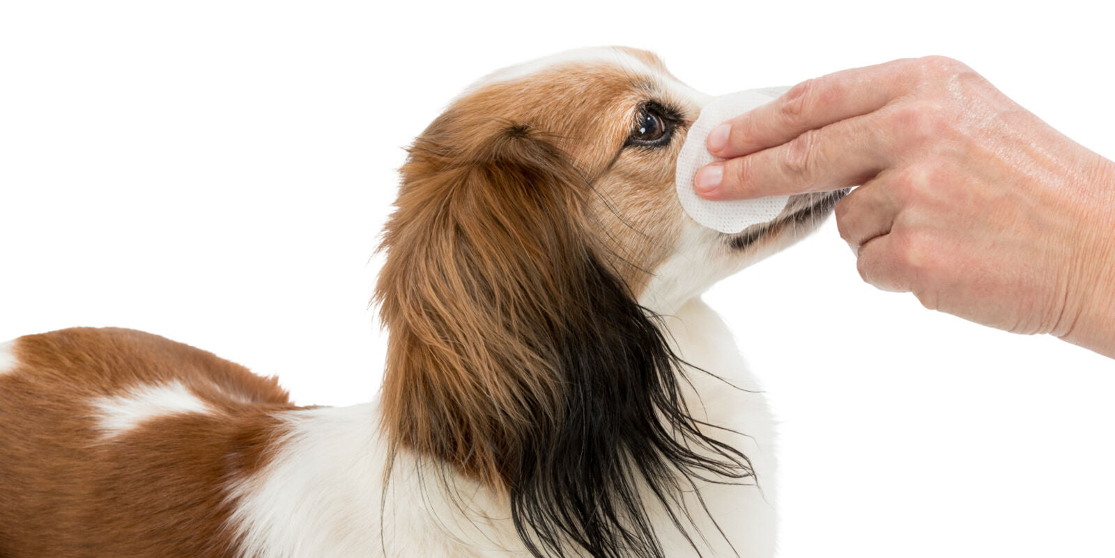 Ein braun-weißer Hund wird von einer Hand mit einem Wattepad im Gesicht gereinigt.