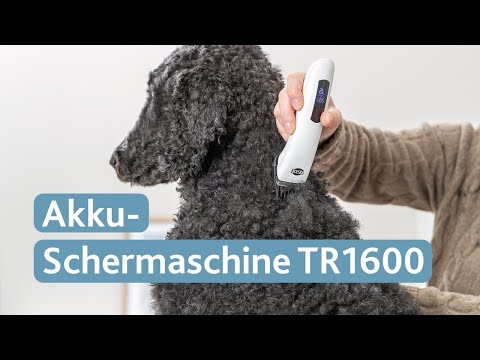 T5Iwv1q-ROw