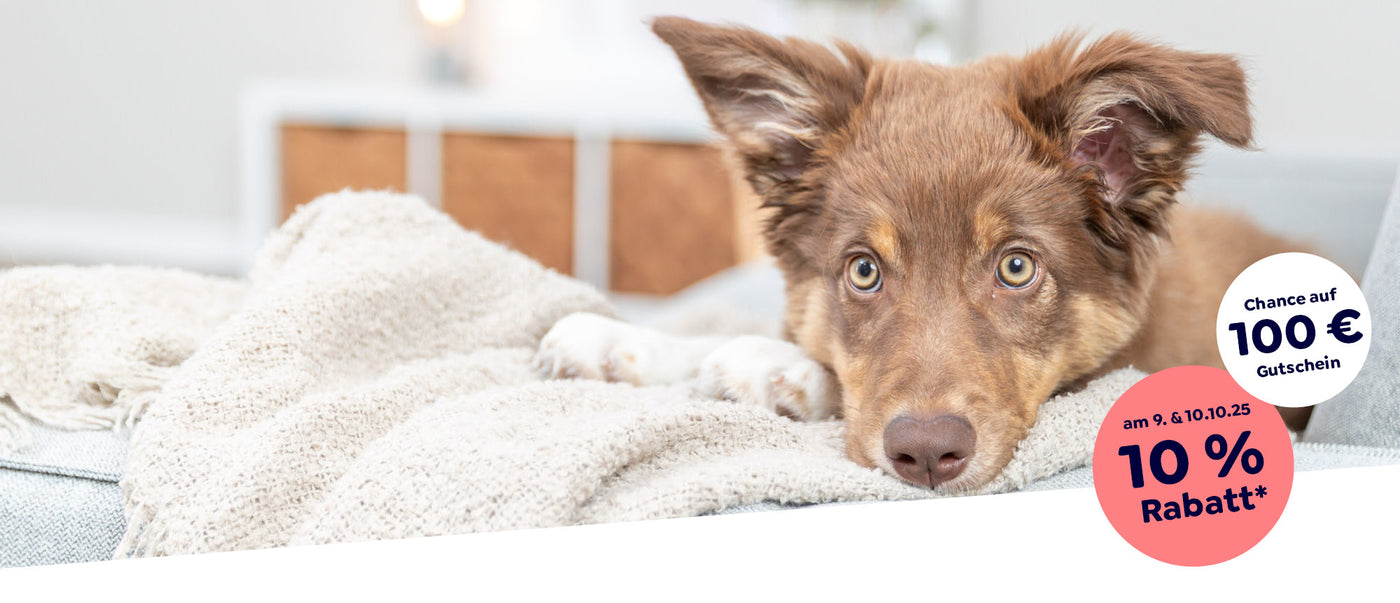 Ein brauner Hund mit gespitzten Ohren liegt auf einem Sofa und schaut neugierig in die Kamera. Rechts im Bild ein rosa Kreis mit dem Hinweis: „am 9. & 10.10.25 – 10 % Rabatt